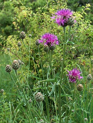 Centaurea scabiosa